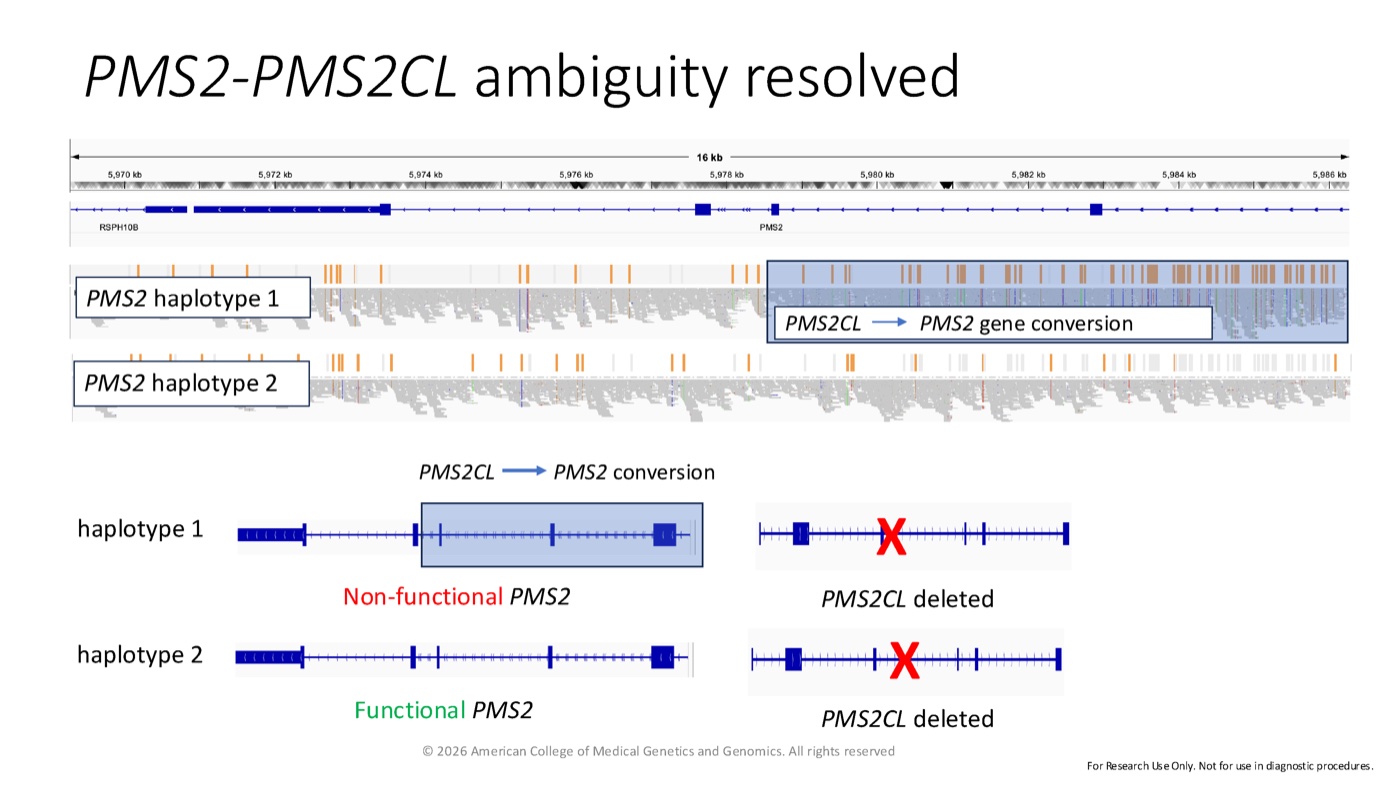 Alignment tracks for two reconstructed PMS2 haplotypes. Haplotype 1 carries a PMS2CL-to-PMS2 gene conversion tract and is annotated non-functional; haplotype 2 is unaffected. PMS2CL is deleted on both haplotypes.